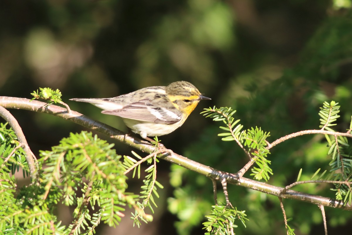 Blackburnian Warbler - ML578974091