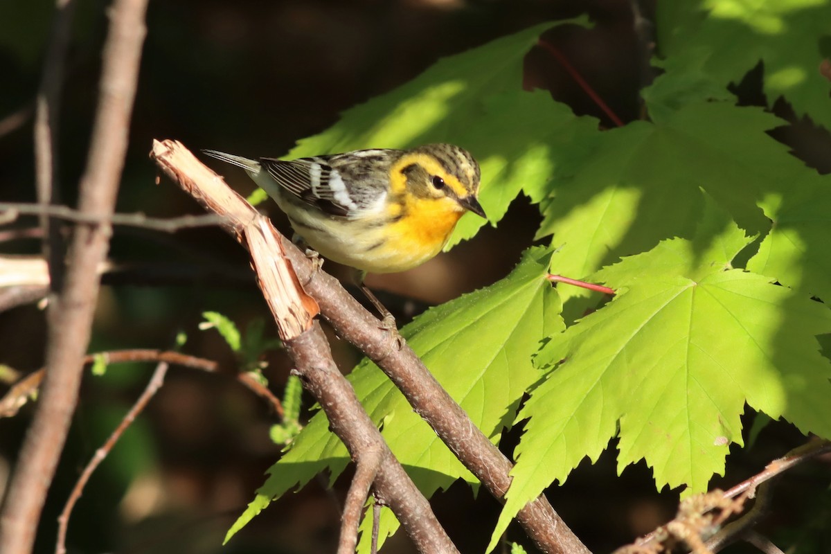 Blackburnian Warbler - ML578974101