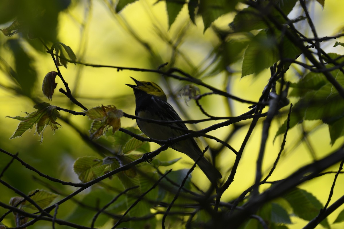 Grünmantel-Waldsänger - ML578974281