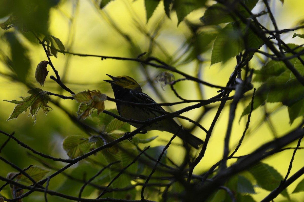 Grünmantel-Waldsänger - ML578974291