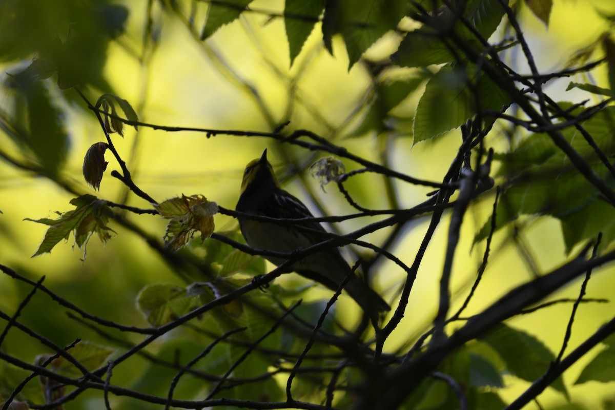 Grünmantel-Waldsänger - ML578974301