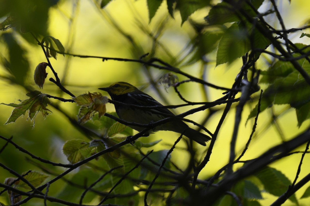 Grünmantel-Waldsänger - ML578974311