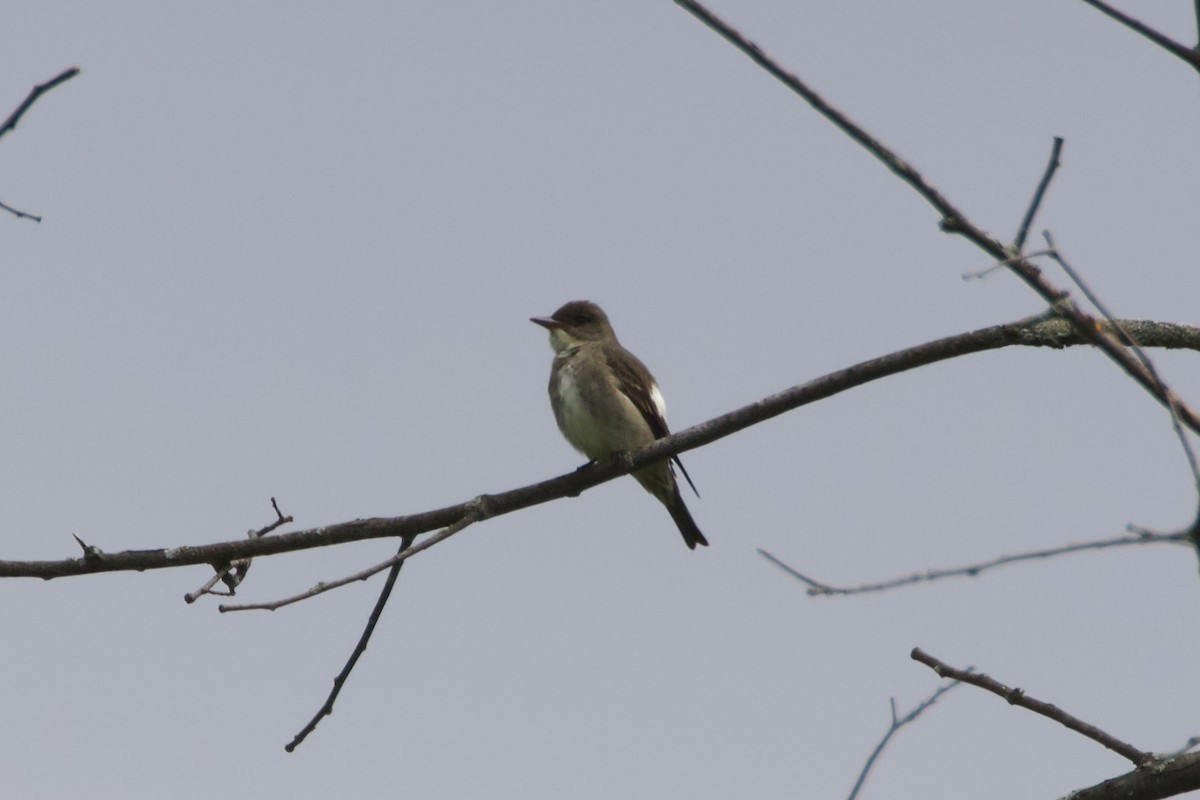 Olive-sided Flycatcher - ML578974331