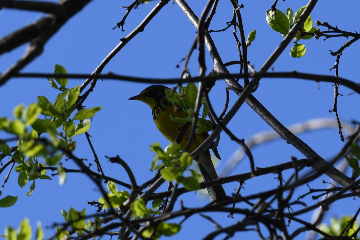 Canada Warbler - ML578974601