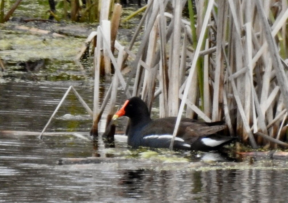 Common Gallinule - ML57897661