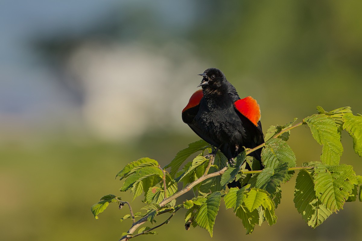 Red-winged Blackbird - ML578976621