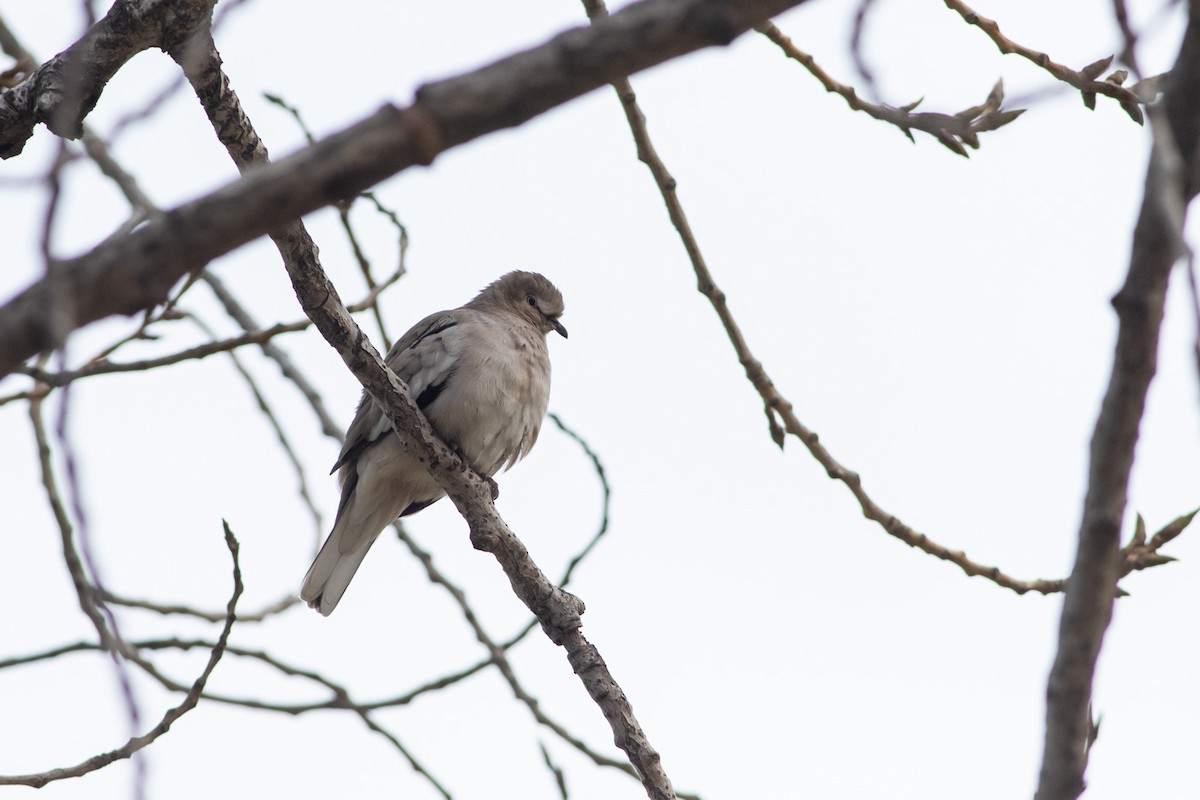 Picui Ground Dove - Ariel Cabrera Foix