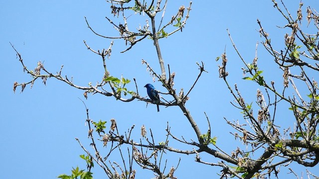 Indigo Bunting - ML578976811