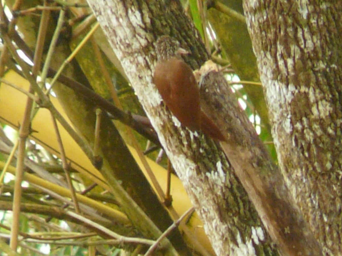 Straight-billed Woodcreeper - ML578976991