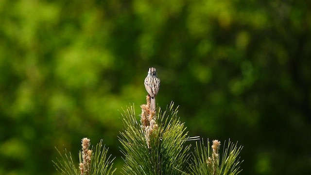 Clay-colored Sparrow - ML578977321