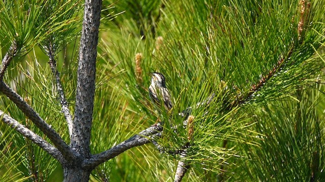 Clay-colored Sparrow - ML578977391