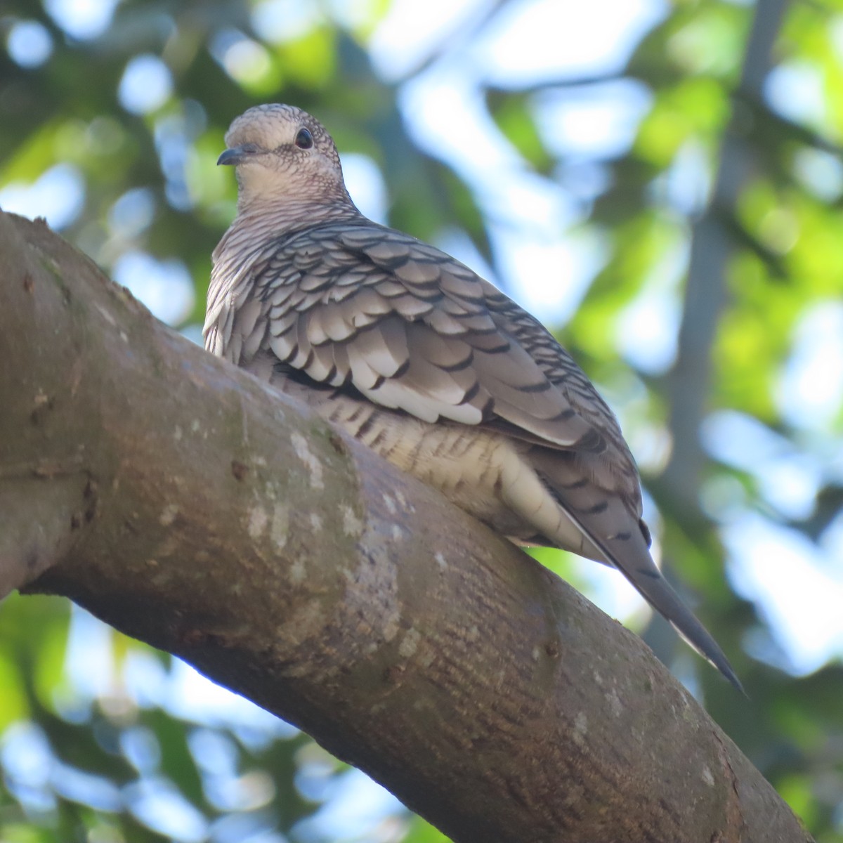 Scaled Dove - ML578978031