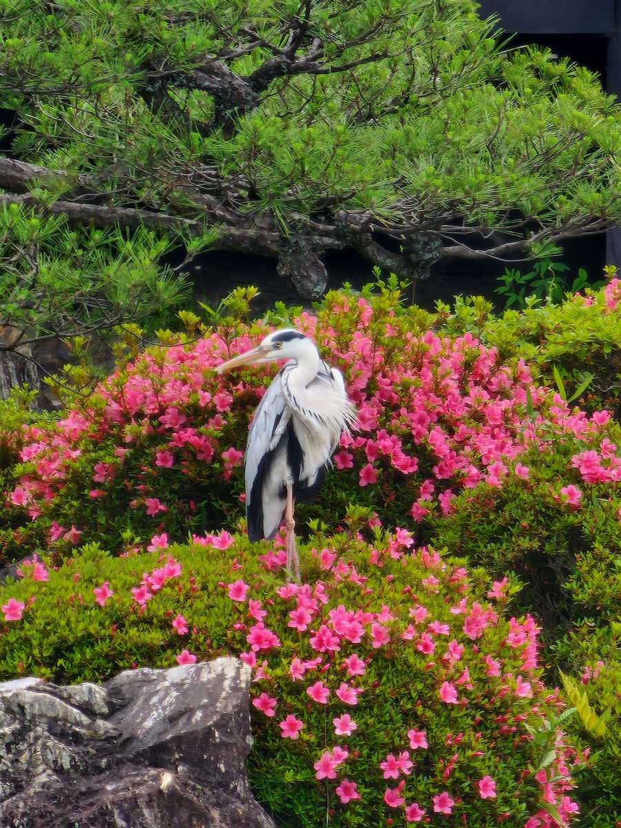 Gray Heron - ML578978111