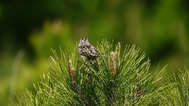 Grasshopper Sparrow - ML578978191