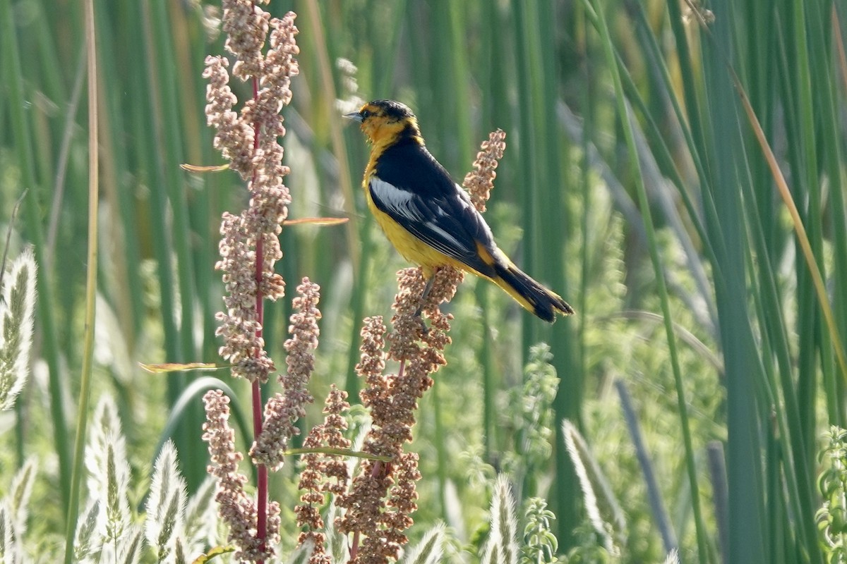 Bullock's Oriole - ML578978561