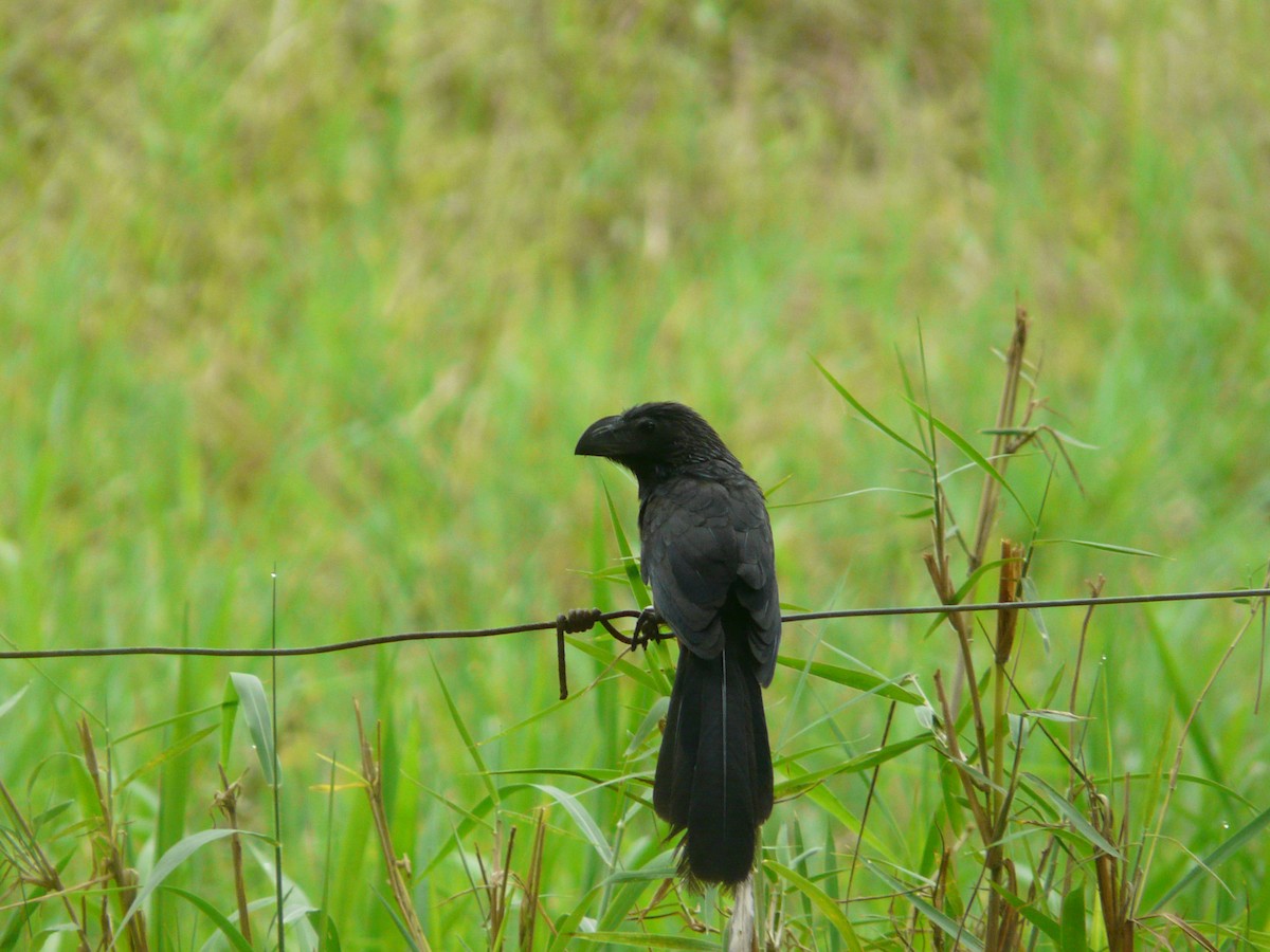 Smooth-billed Ani - Yoga Limonar