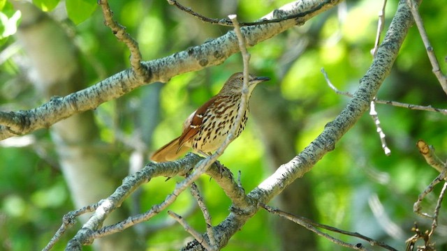 Brown Thrasher - ML578979241