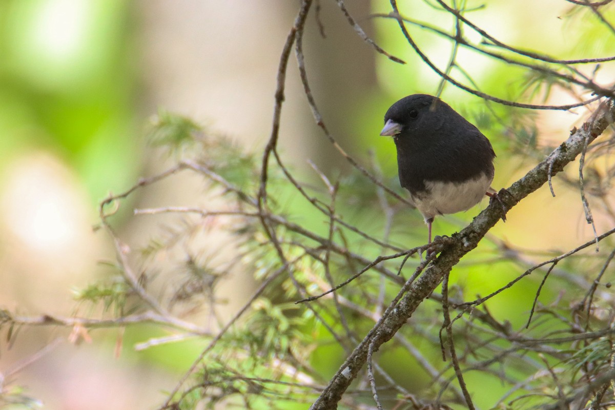 Junco ardoisé - ML578979691