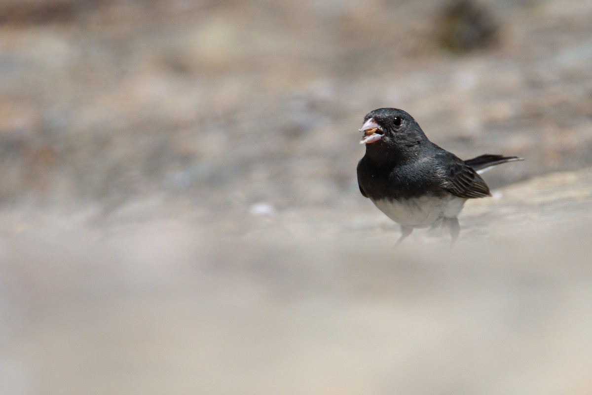 Junco Ojioscuro - ML578979701