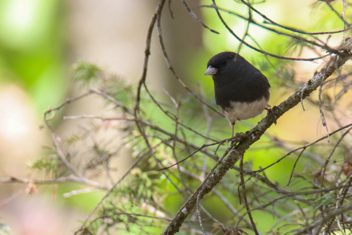 Junco ardoisé - ML578979711