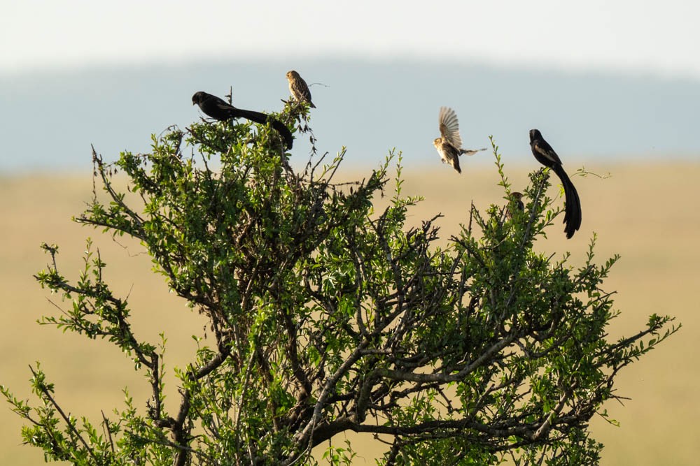 Jackson's Widowbird - ML578979781