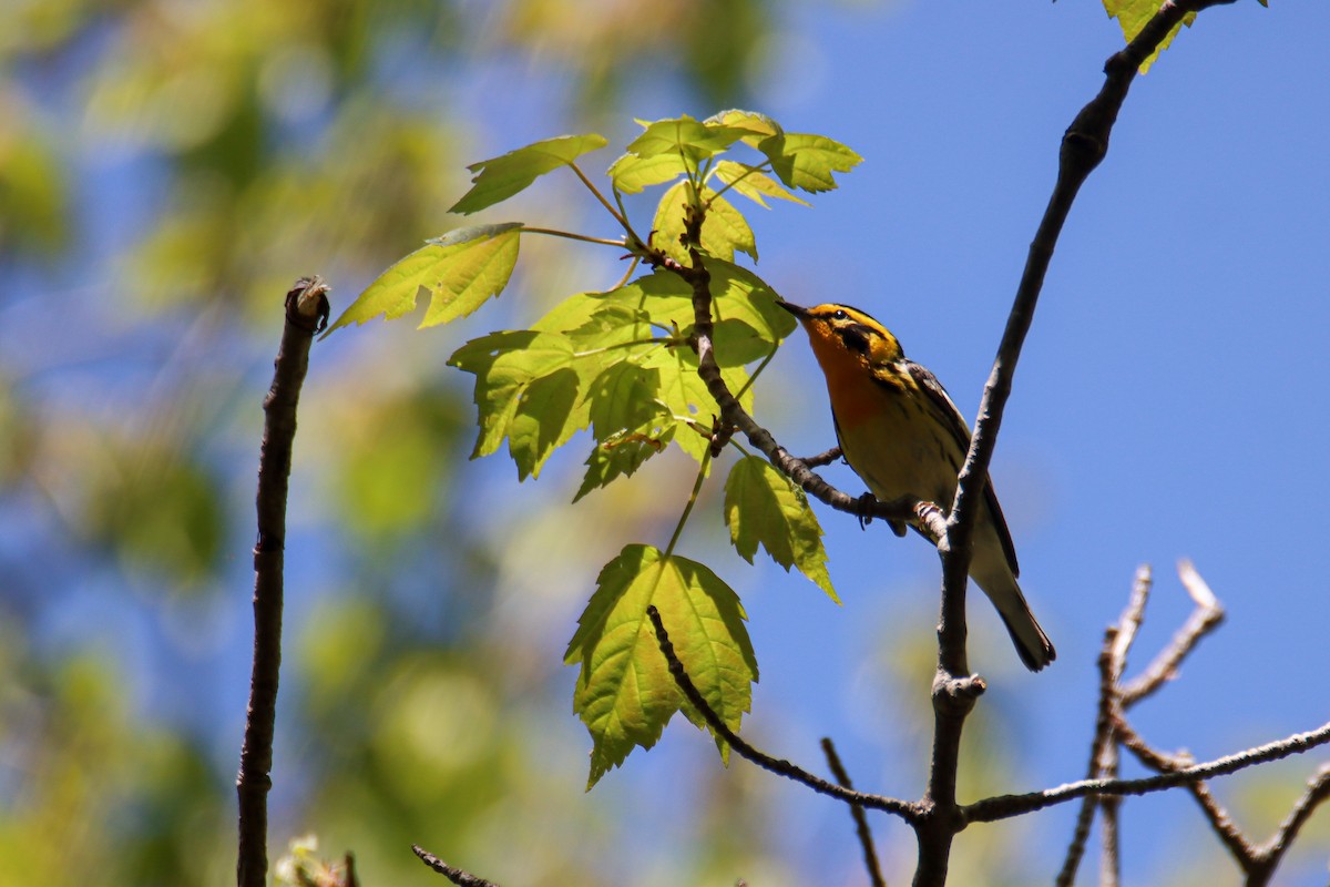 Blackburnian Warbler - ML578979981