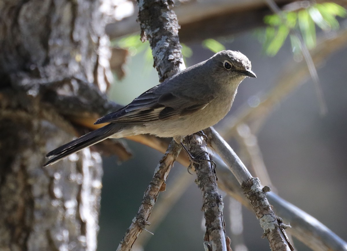 Townsend's Solitaire - ML578980261