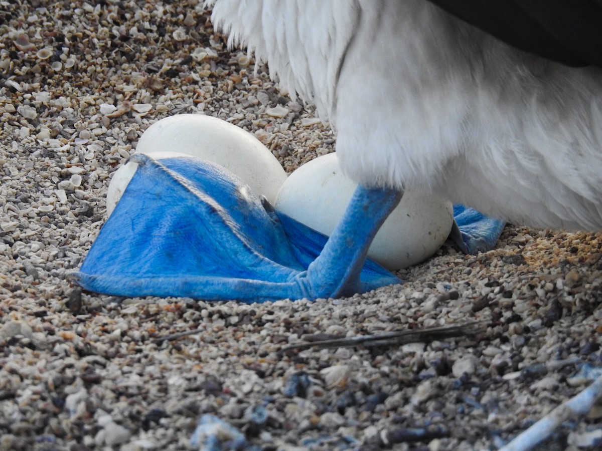 Blue-footed Booby - ML57898031