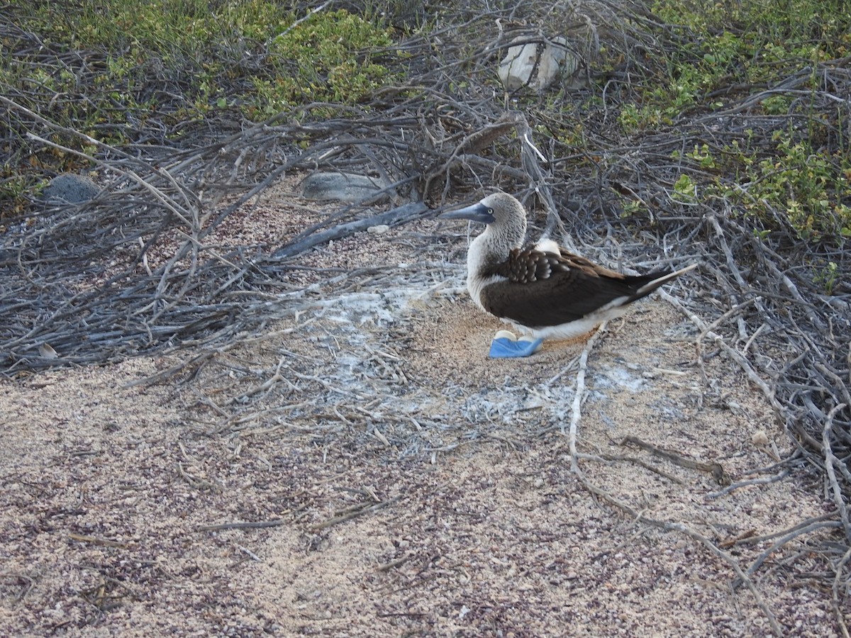 Blue-footed Booby - ML57898041