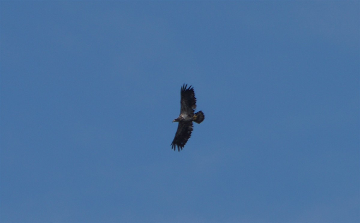 Bald Eagle - Pierre Lacaille-Bélanger