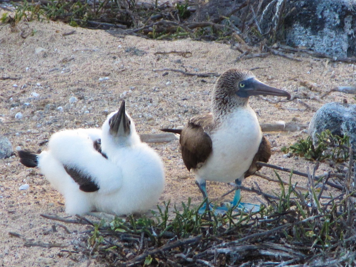 Blue-footed Booby - ML57898291