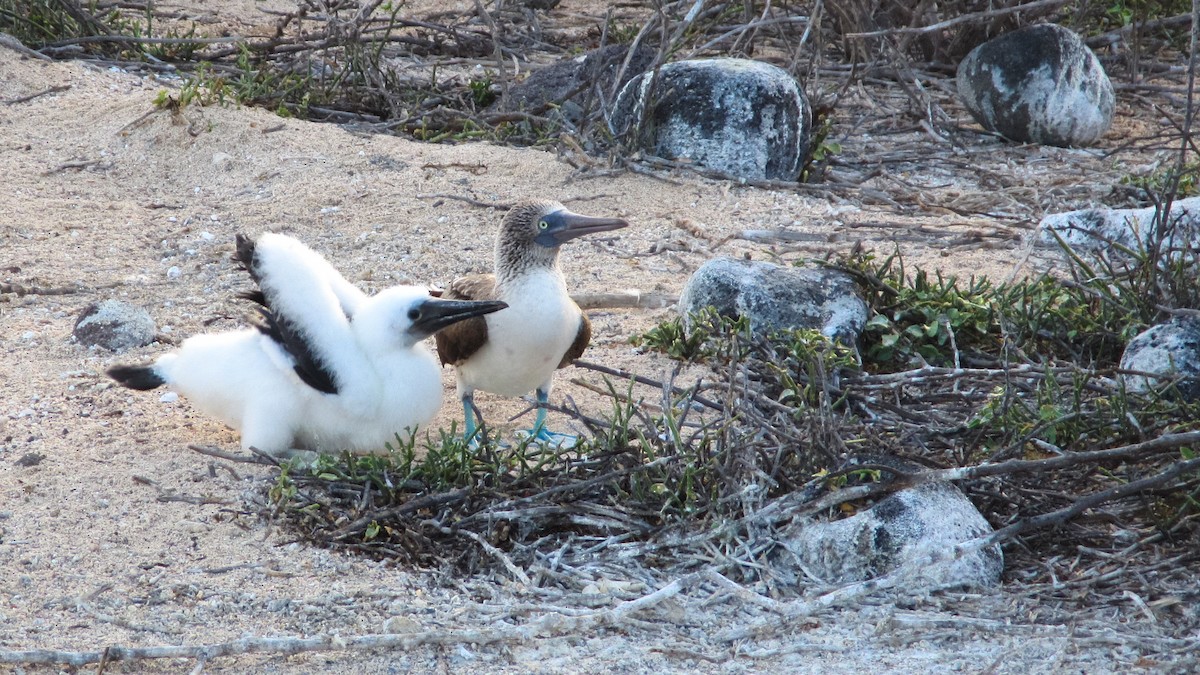 Blue-footed Booby - ML57898331