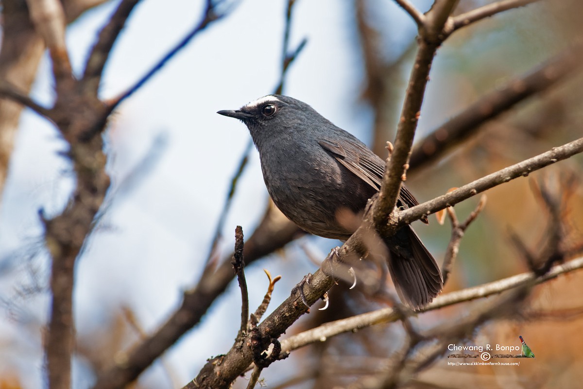 Himalayan Shortwing - Chewang Bonpo