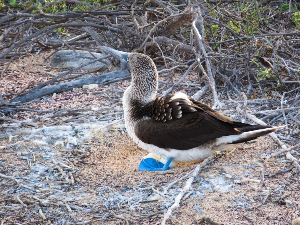 Blue-footed Booby - ML57898361