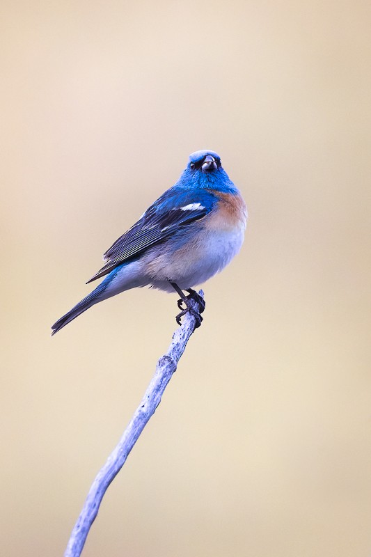 Lazuli Bunting - ML578983861