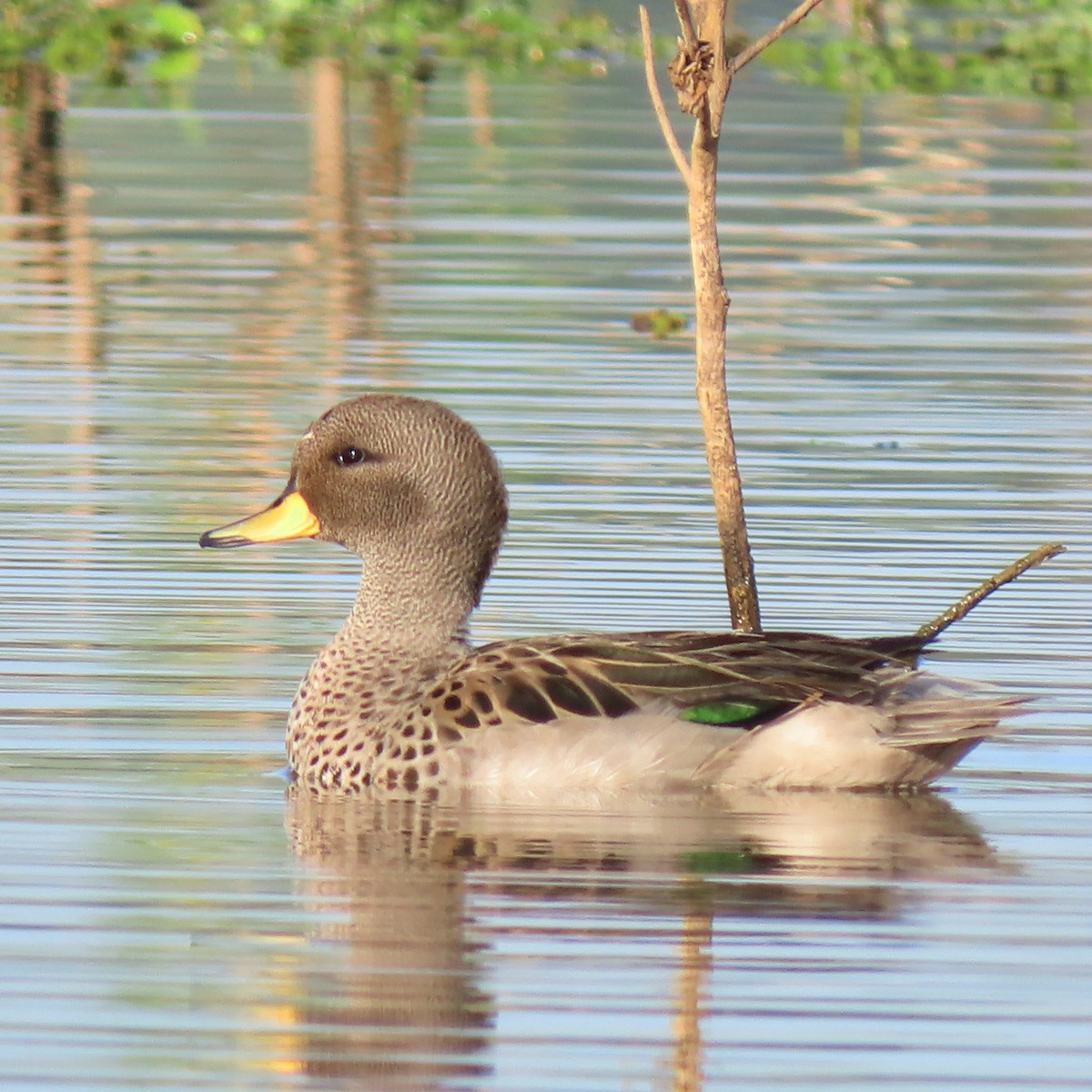 Yellow-billed Teal - Ronaldo Rodrigues de Moraes