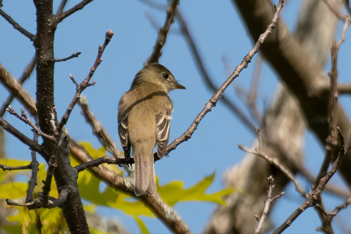 tyranovec olšový/vrbový - ML578984341