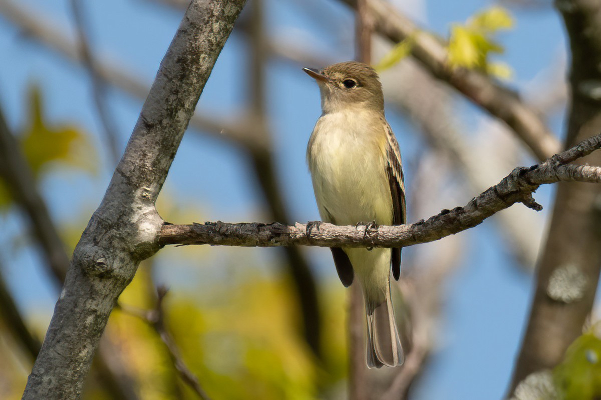 Alder/Willow Flycatcher (Traill's Flycatcher) - ML578984351