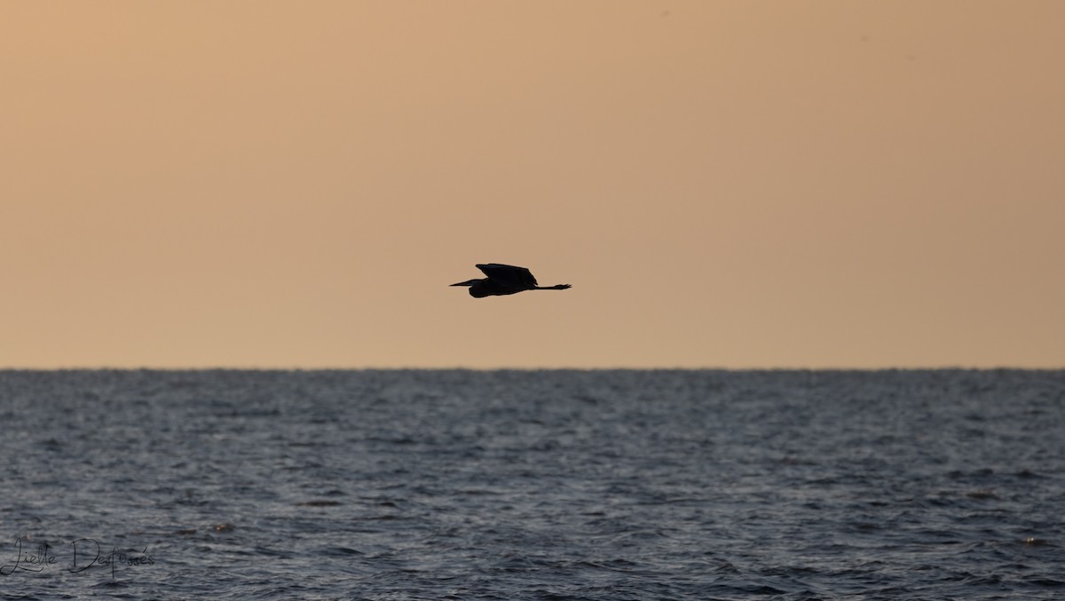 Great Blue Heron - Liette Desfosses