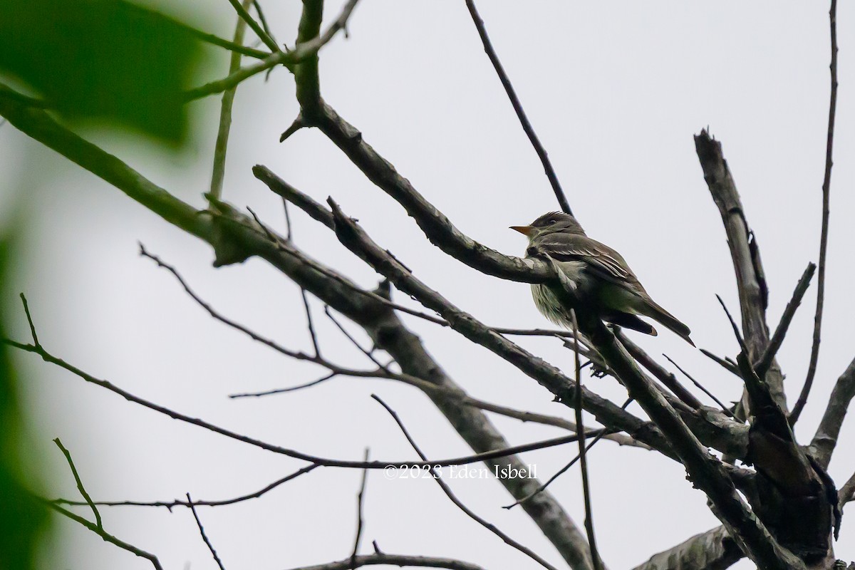 Eastern Wood-Pewee - ML578985731