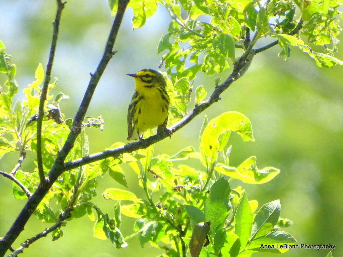 Prairie Warbler - ML578985751