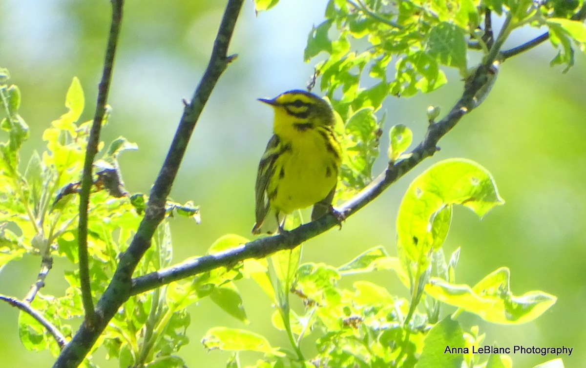 Prairie Warbler - ML578986111