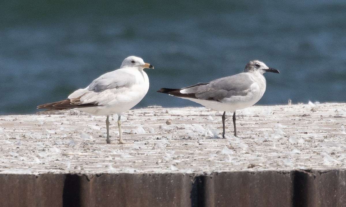 Laughing Gull - Chris Wood