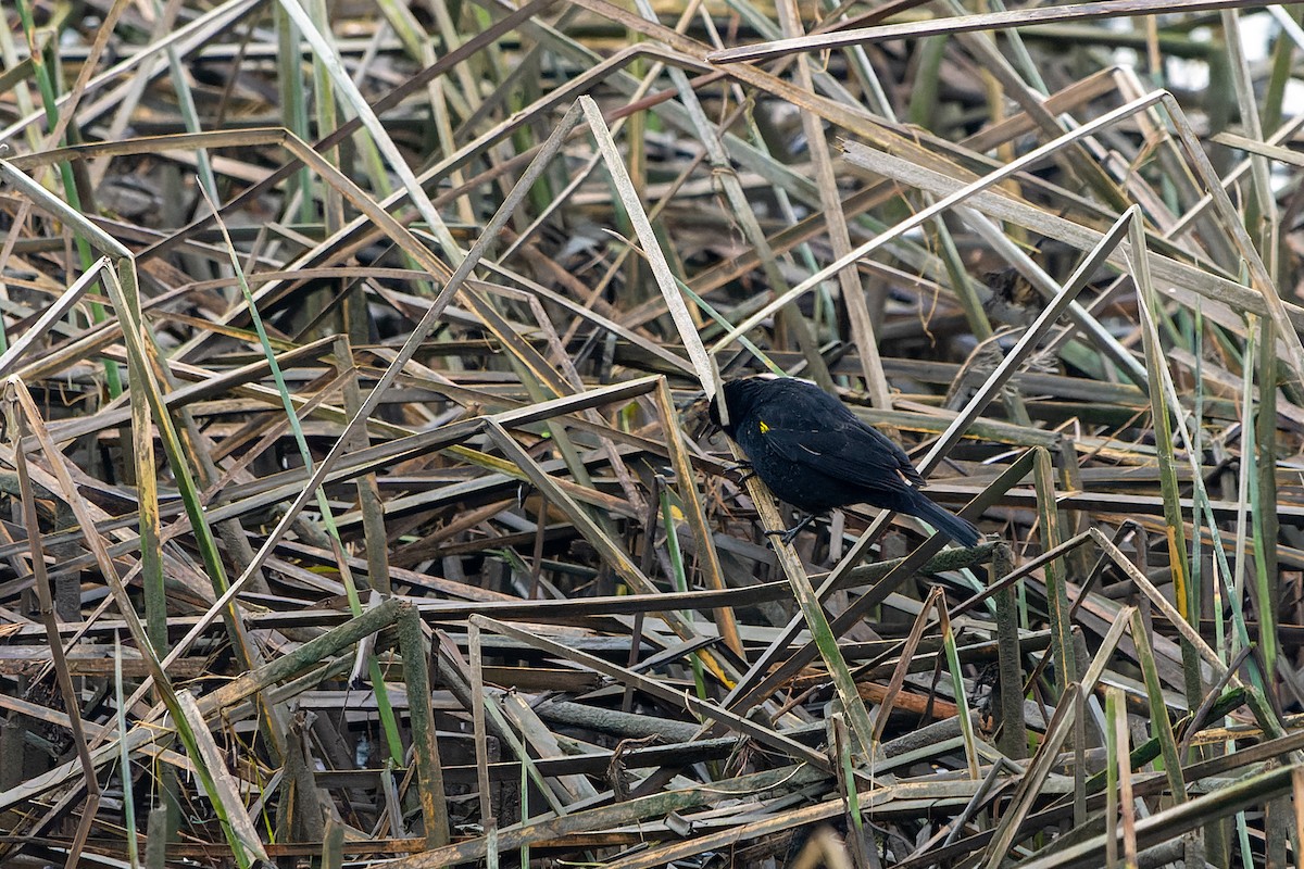Yellow-winged Blackbird - ML578986621
