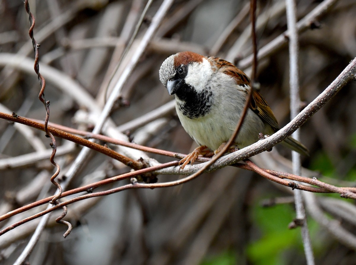 House Sparrow - ML578987481