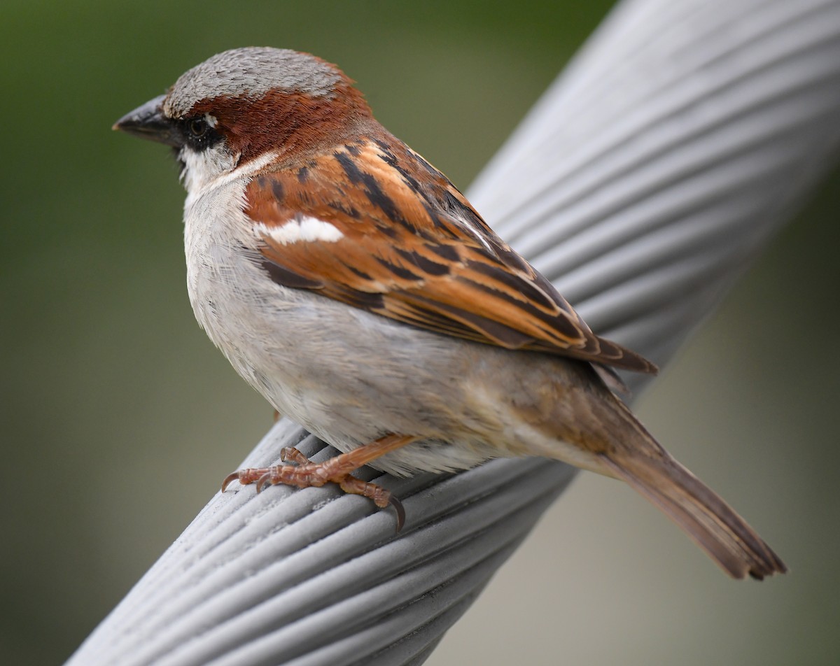 House Sparrow - ML578987501