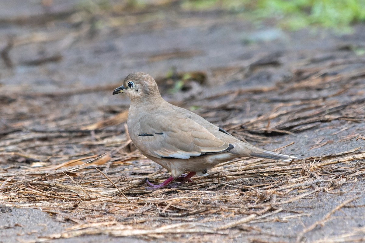 Picui Ground Dove - ML578989551