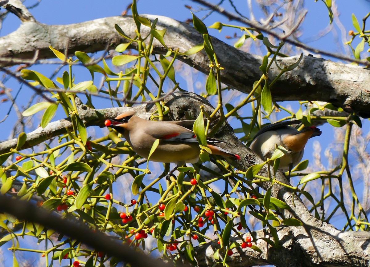 Japanese Waxwing - ML578989611