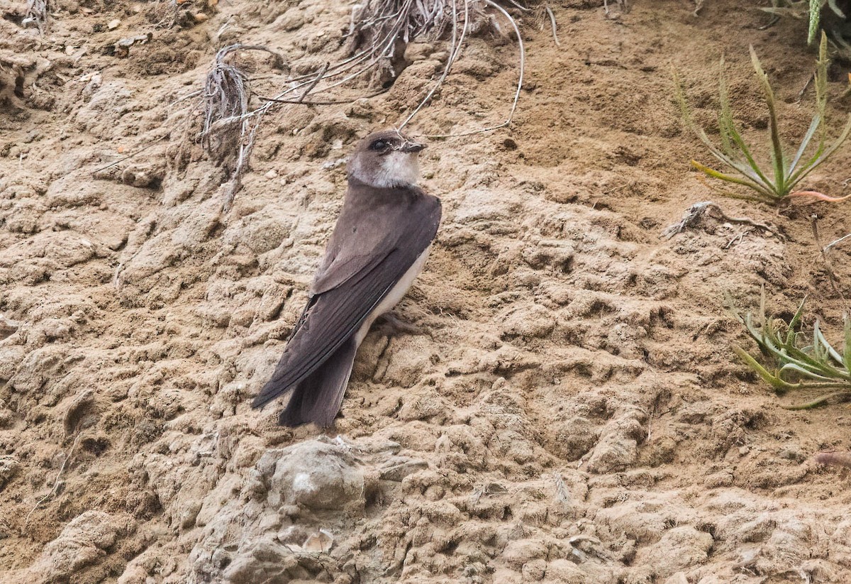 Bank Swallow - John Scharpen