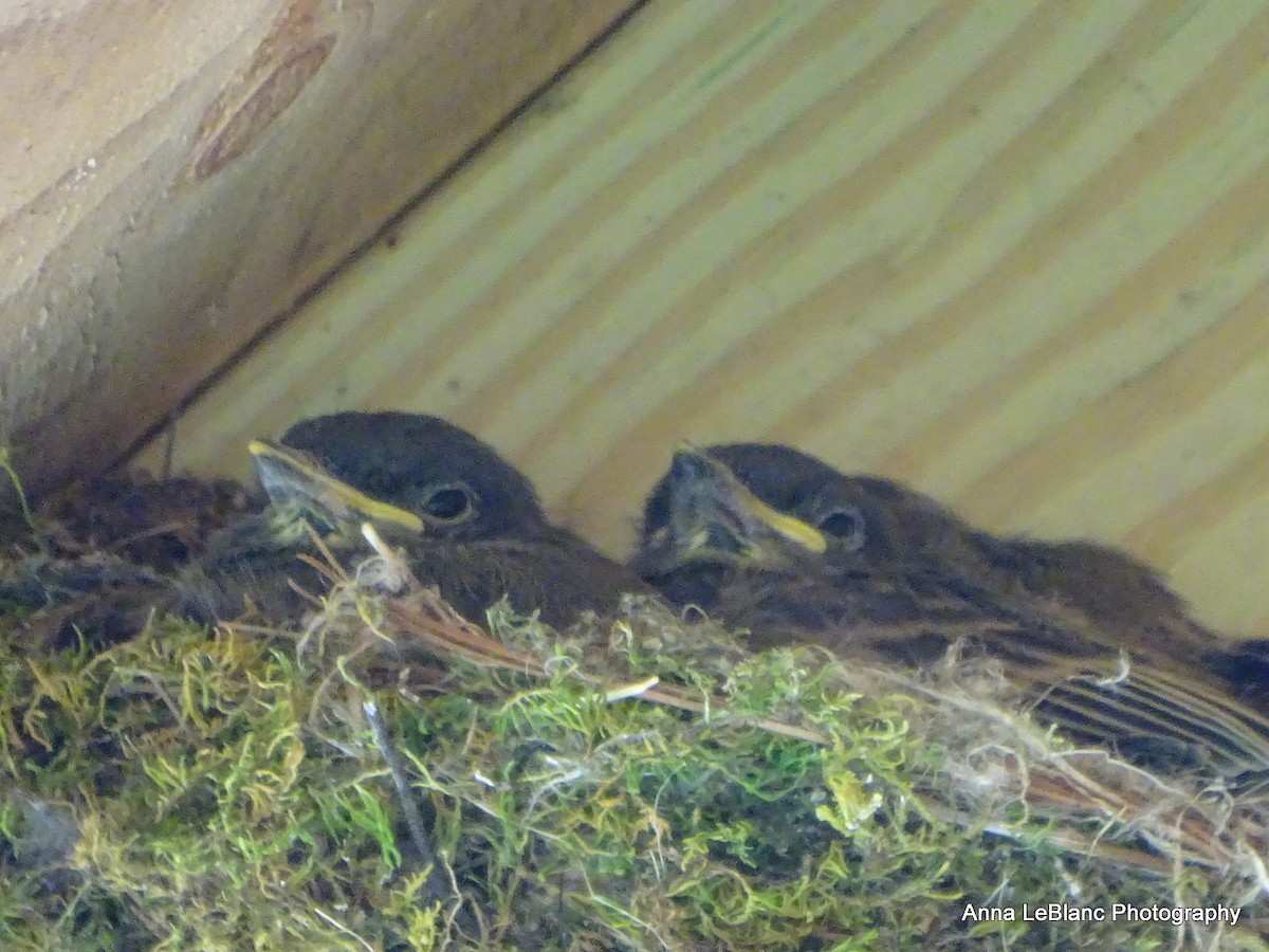 Eastern Phoebe - ML578990231